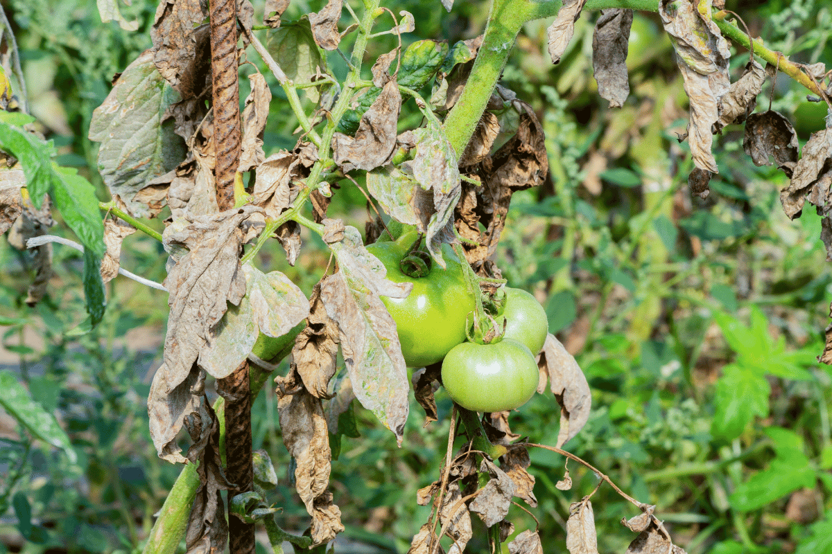 Fusarium wilt tomato.png